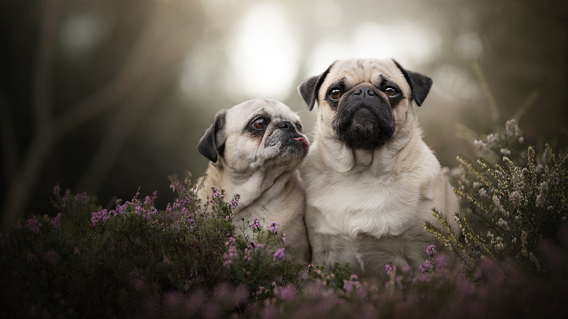 流星剑,辛杜绝杀时刻,印尼队死地复生的128分钟