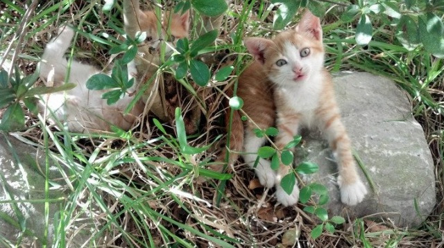 黑暗中的闪光,里昂绝杀拜仁,与一个时代被奥利维耶定义的三分钟