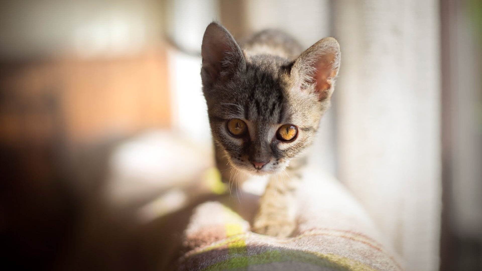 银箭与绿宝石的黄昏,汉密尔顿的纪录之夜与阿斯顿马丁的逆袭宣言