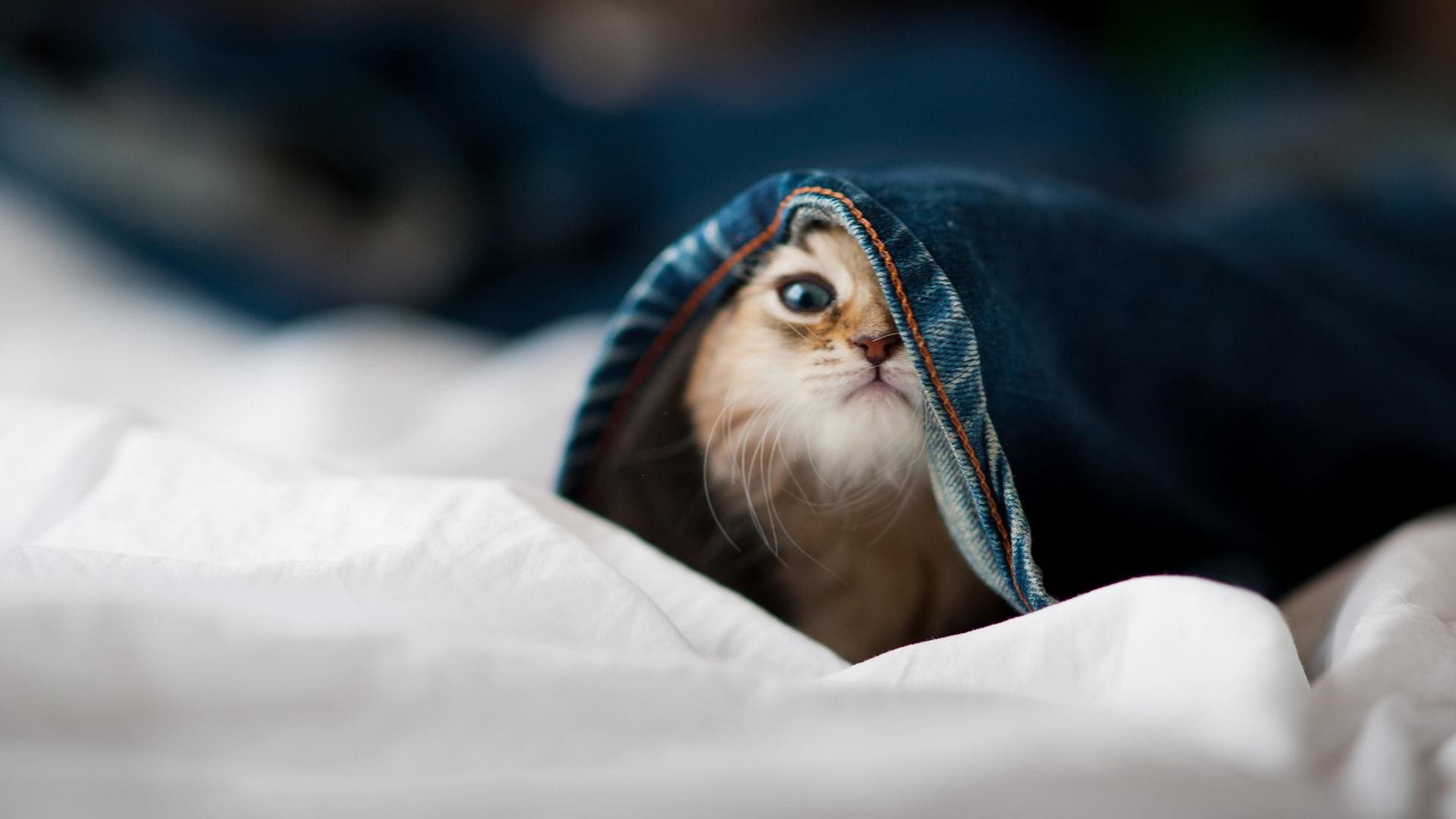 西亚卡姆扛起世界，当广东队孤枪狙击紫金王朝