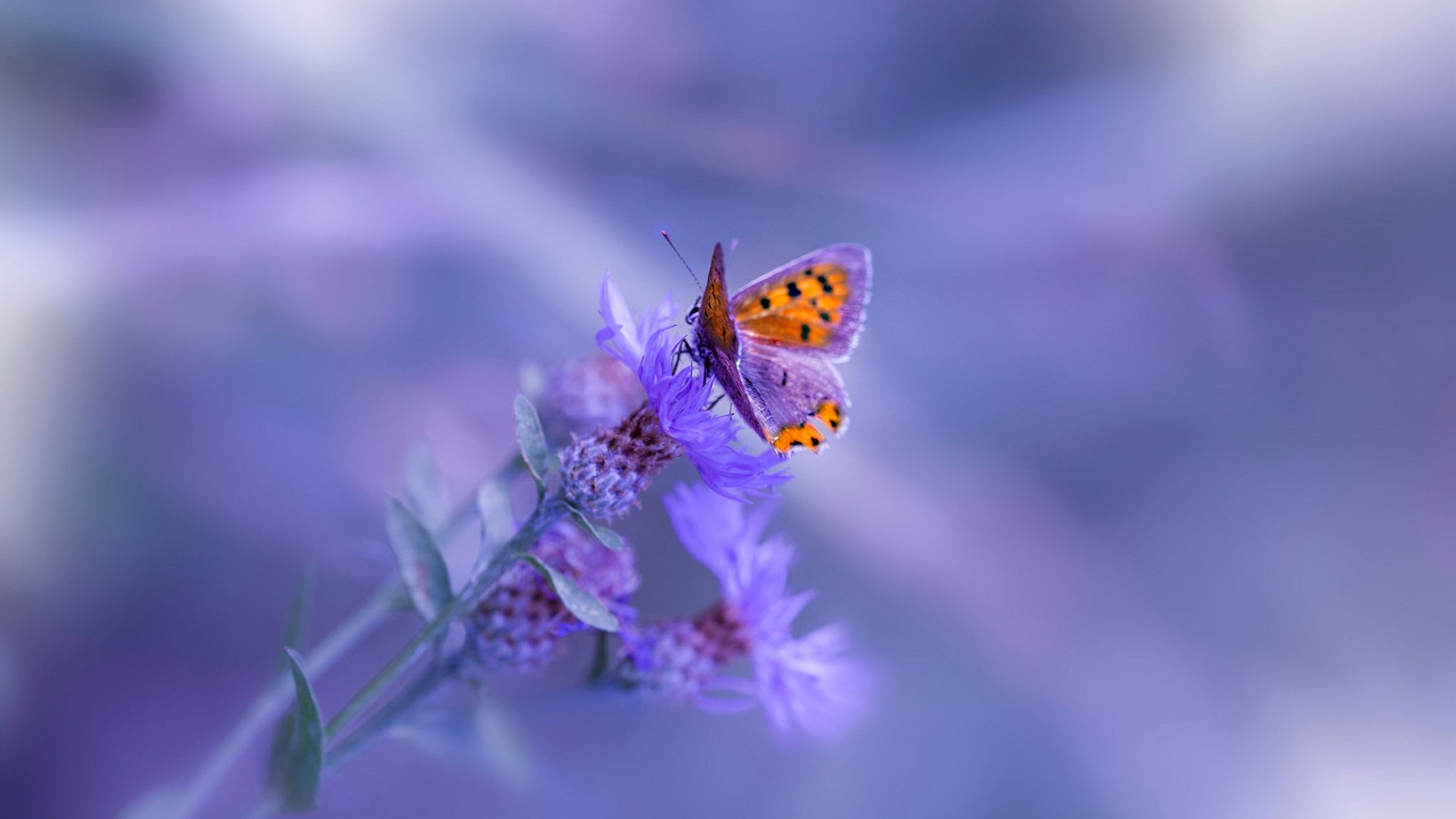 巨星的星空与战术的齿轮，现代篮球的唯一性双面