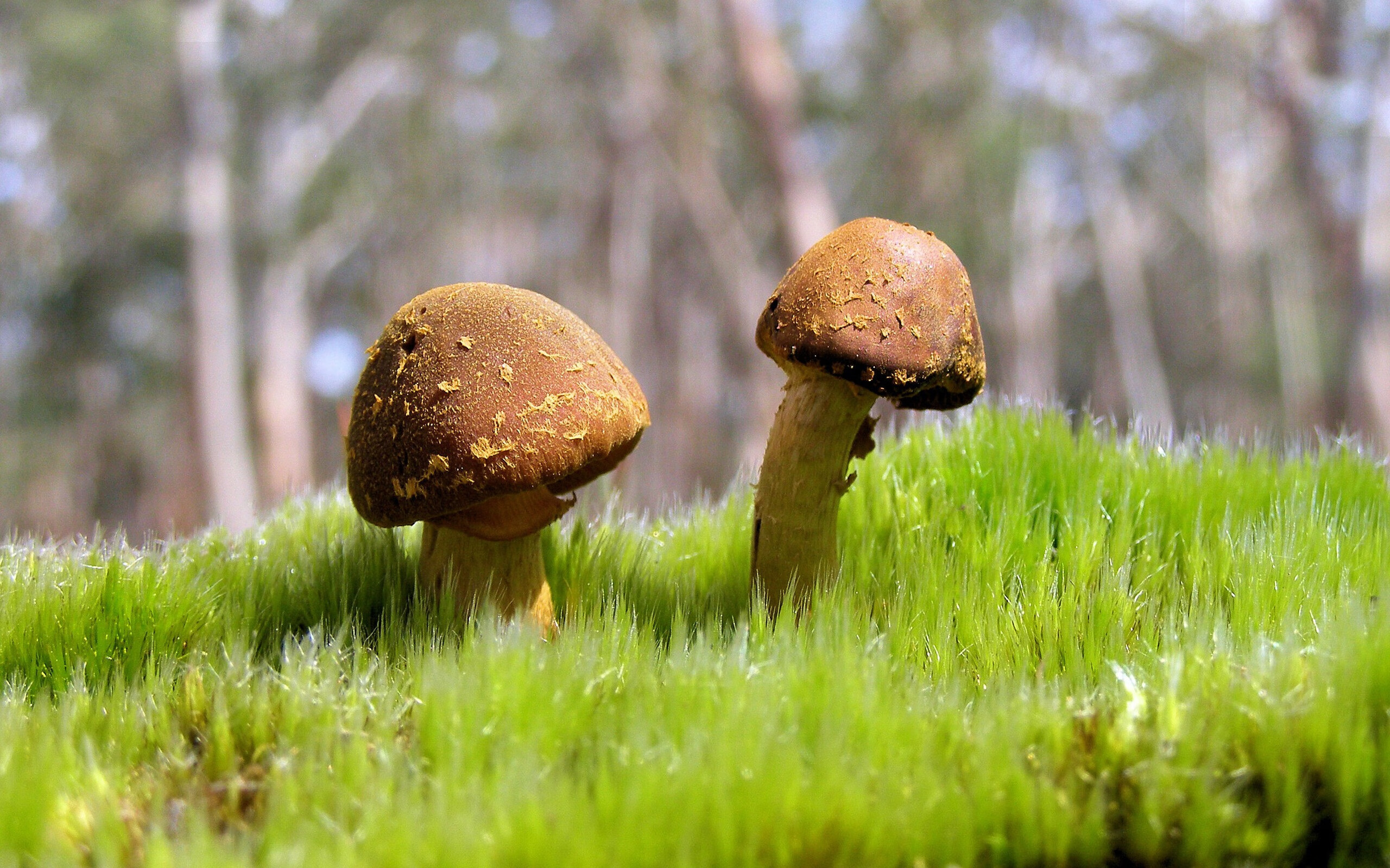 洛城旧梦与铁血新王，当布伦森在快船面前重写剧本