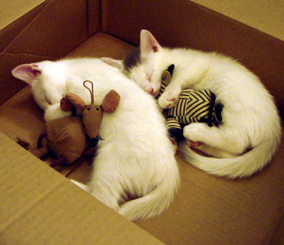 今夜只属于他，当班凯罗用天赋改写步行者与猛龙的战争剧本