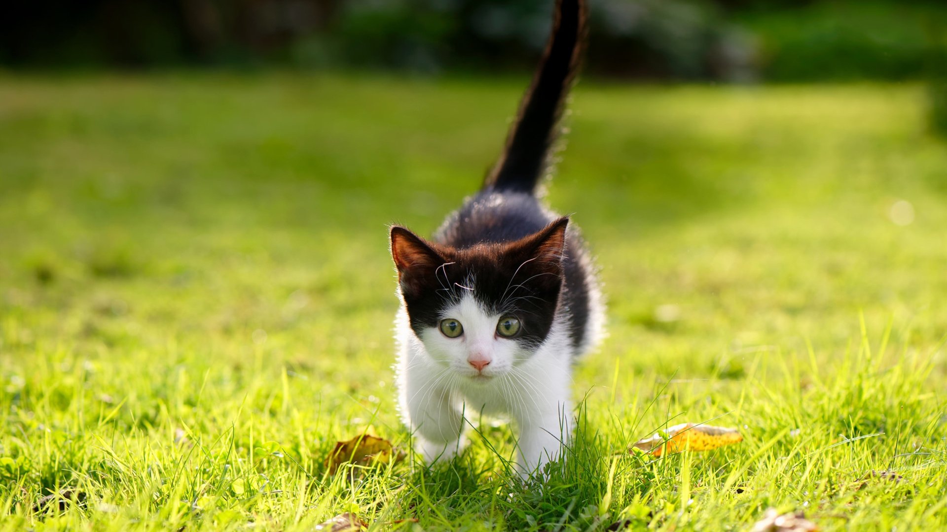 牙买加飞翼助阵，马丁内利闪耀意甲焦点战击溃尤文