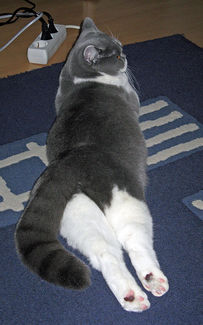 团队之光与个人荣耀，从雄鹿压制凯尔特人，到戈贝尔接管世界杯