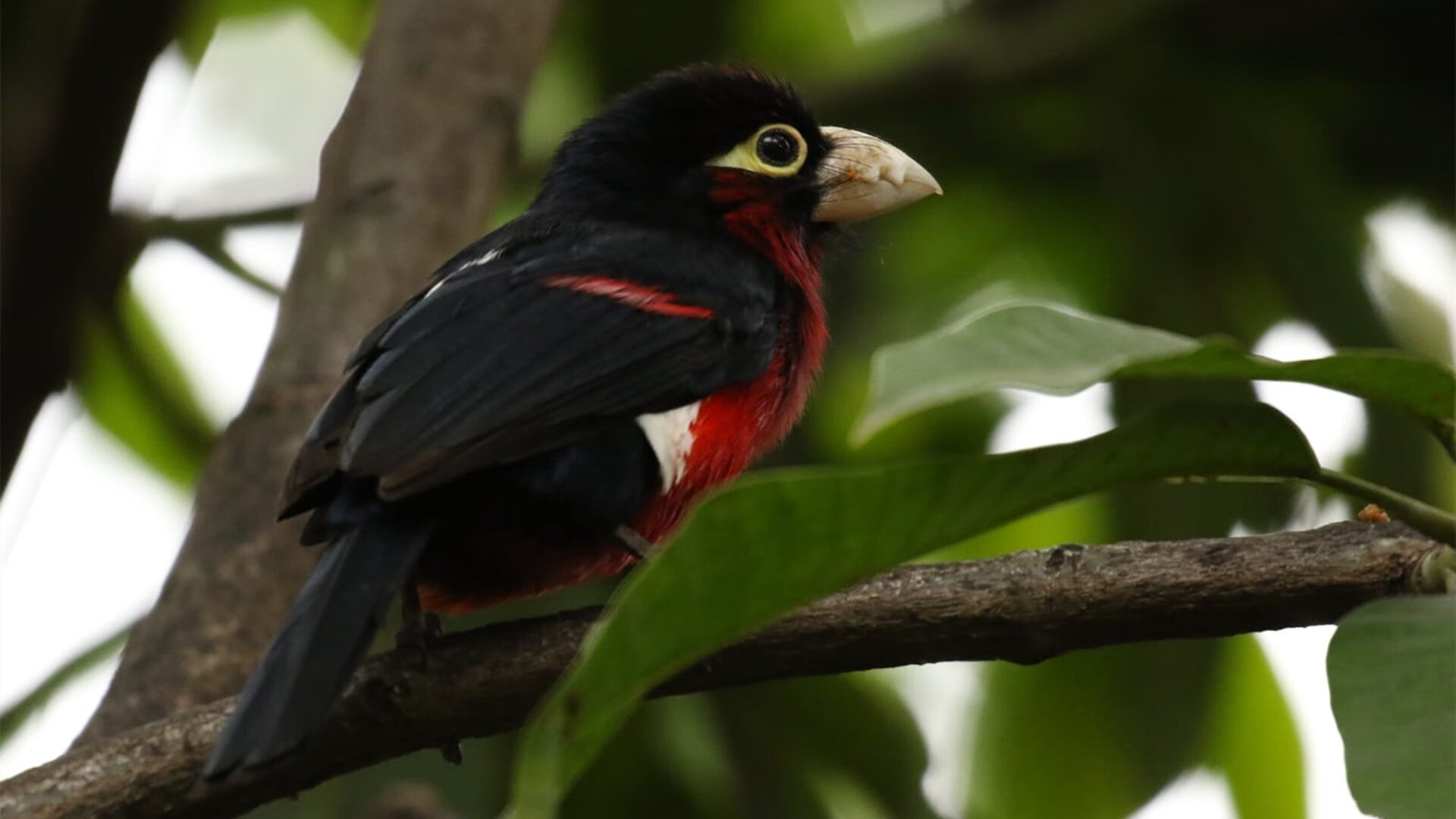 狂澜之战，贝恩末节23分，马刺逆转火箭的关键先生觉醒