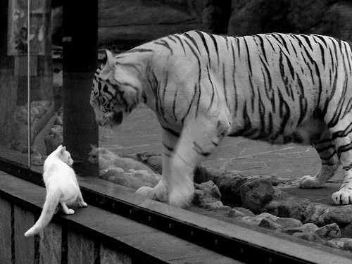 悬念未启便终结，拉文踩下油门，鹈鹕将猛龙按在水底摩擦