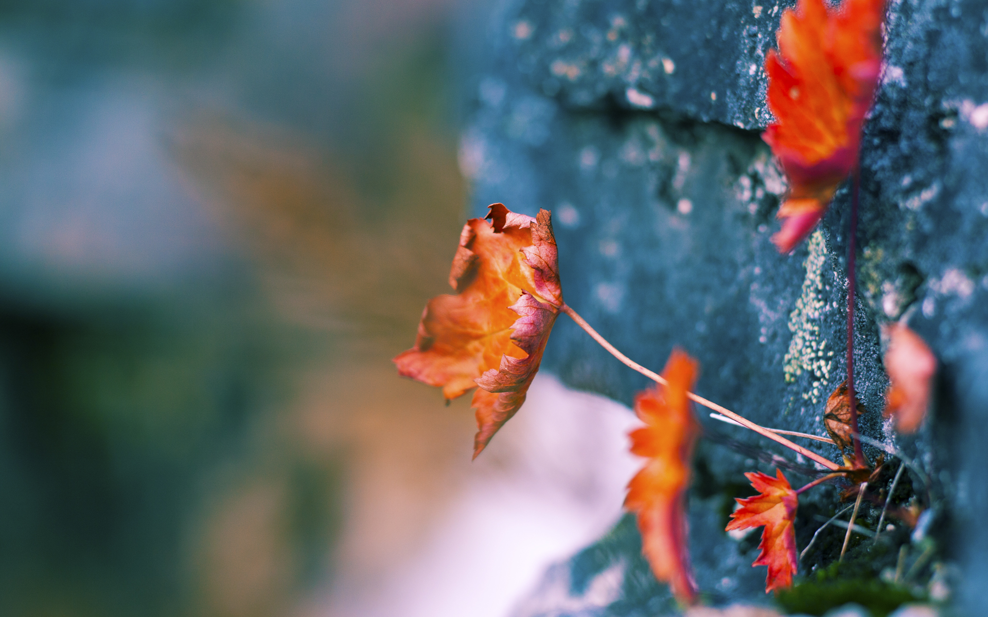 跨界碰撞，欧冠决赛变阵如棋，76人战术强压深圳队？