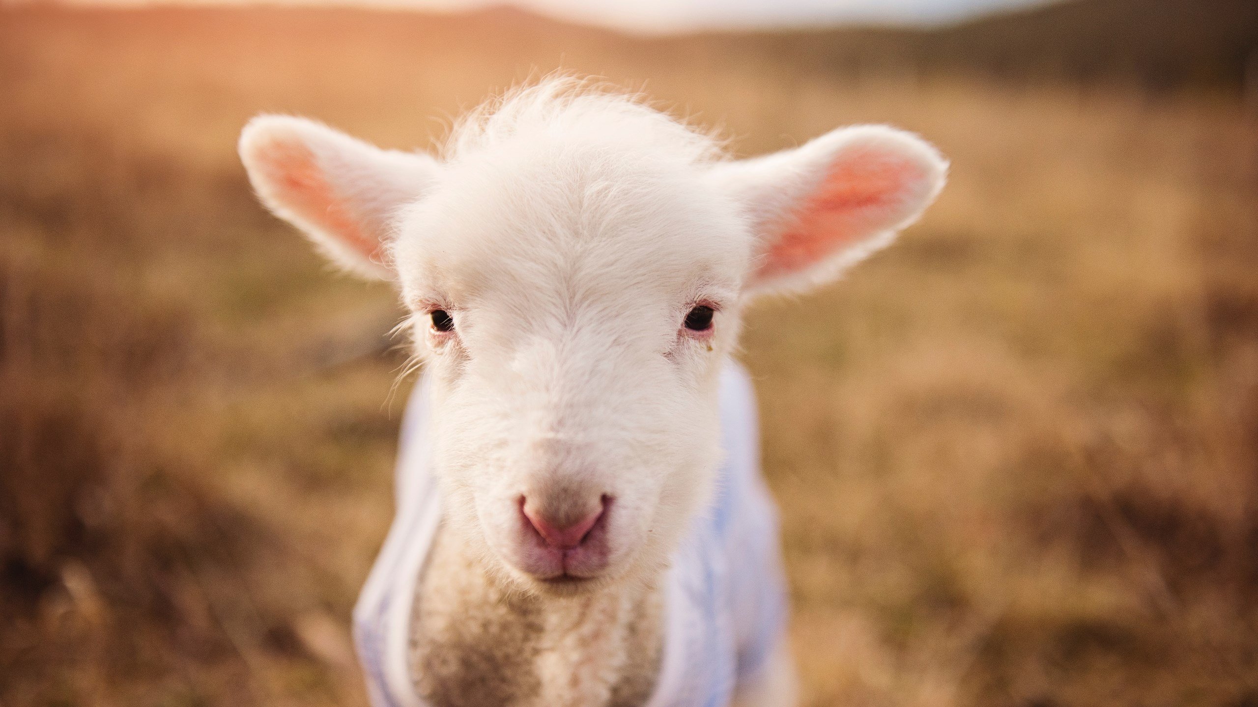 单节风暴定乾坤，凯尔特人拉开老鹰，詹姆斯关键先生闪耀全场