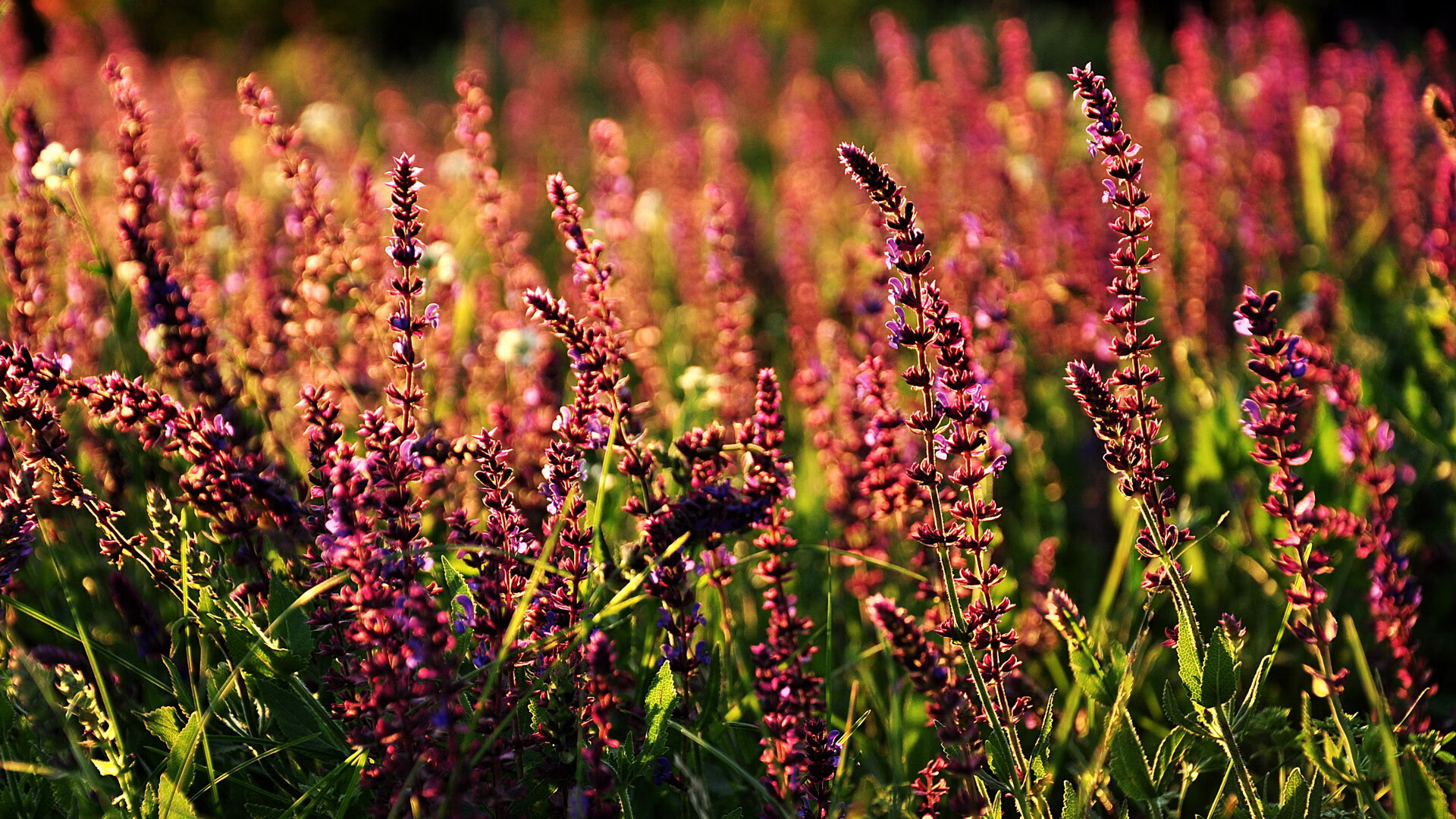 好莱坞战舰碾压魔都之盾，福克斯爆发狂砍42分，快船全面压制轻取上海男篮