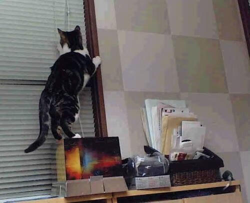 燃烧与飞跃，篮球与绿茵场的争冠交响诗