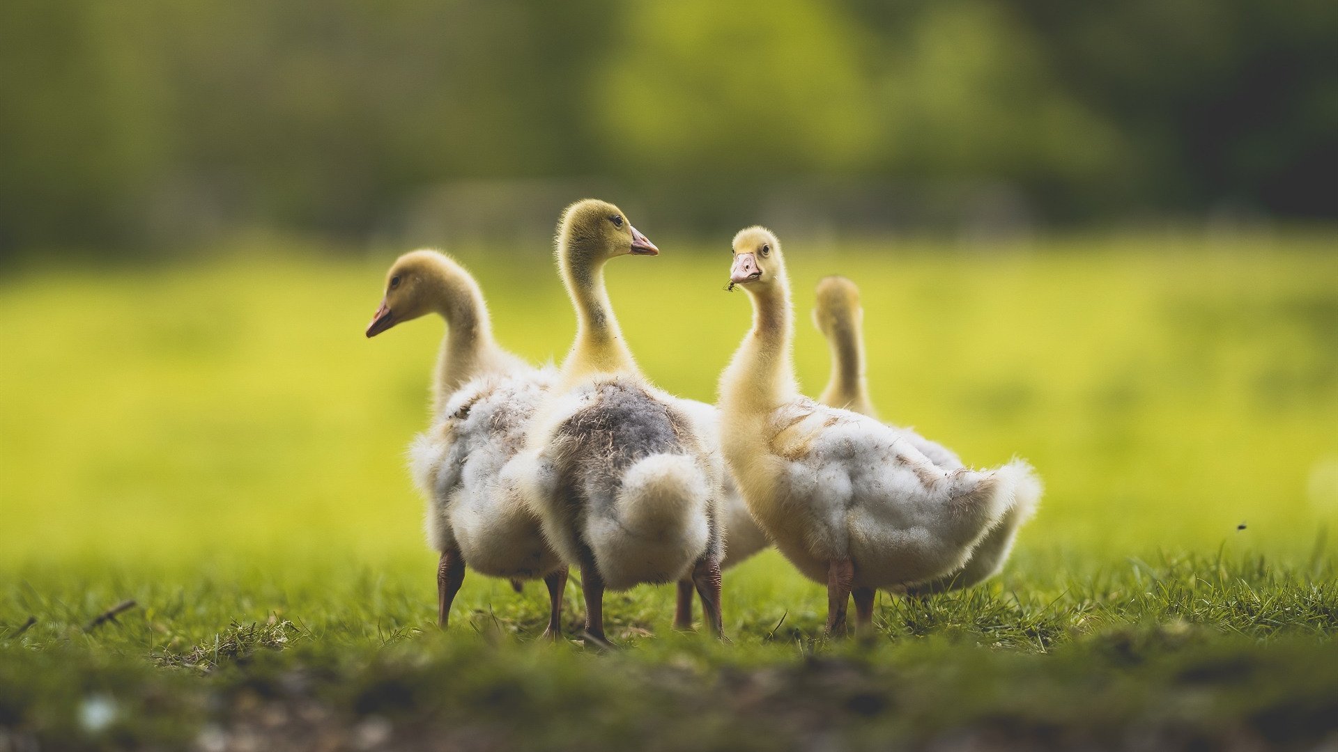 冰火对决，当新疆飞虎遇上菲尼克斯太阳—看克里斯·保罗如何化身攻防棋手