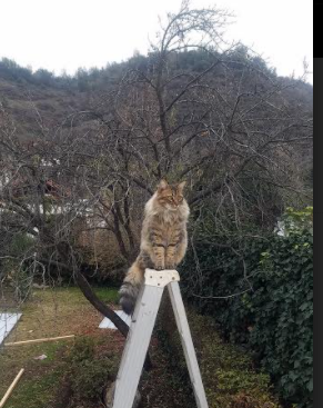 移花接木，当穆勒意外成为尤文对阵罗马的隐形傀儡大师