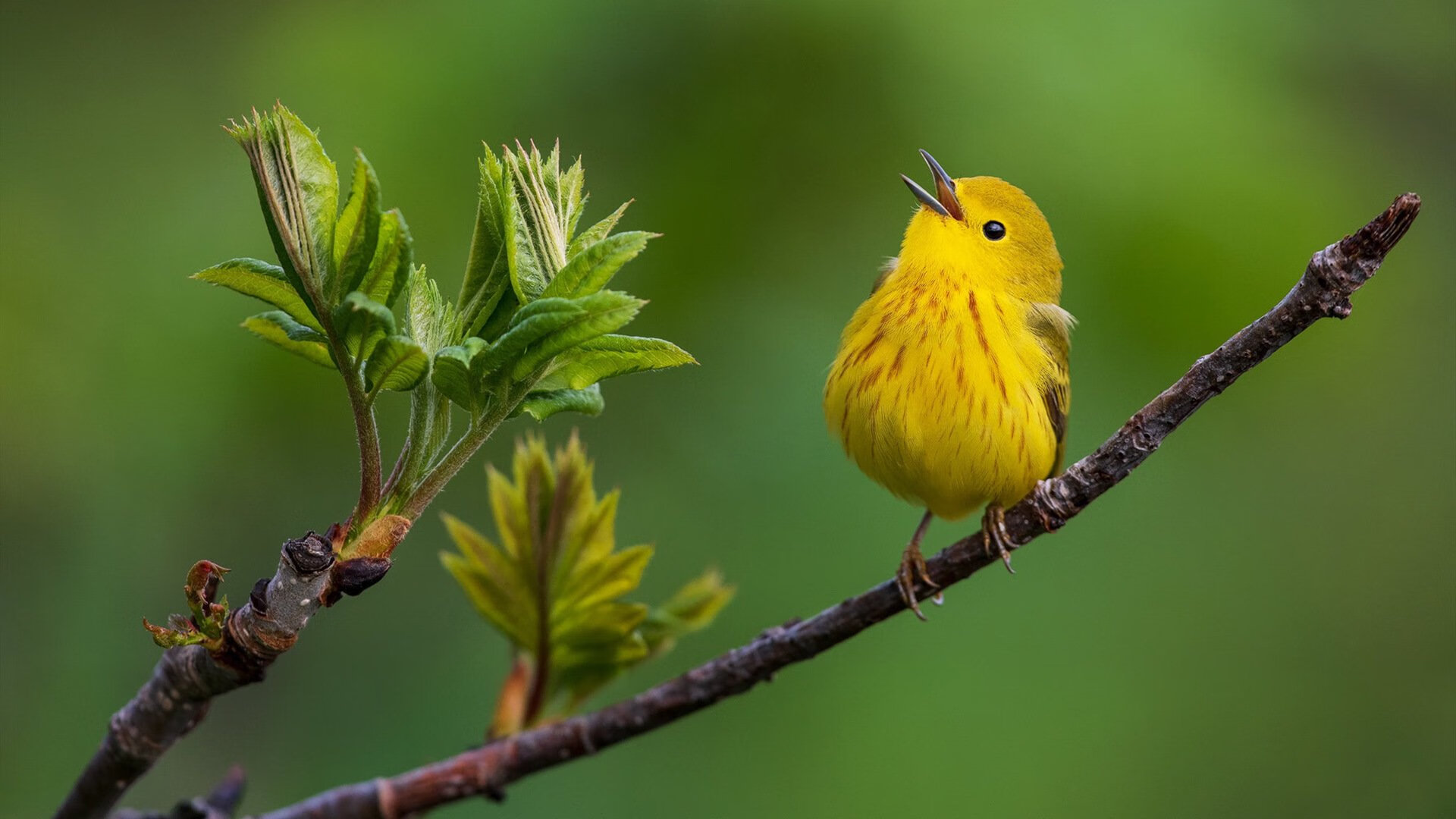 移花接木，当穆勒意外成为尤文对阵罗马的隐形傀儡大师