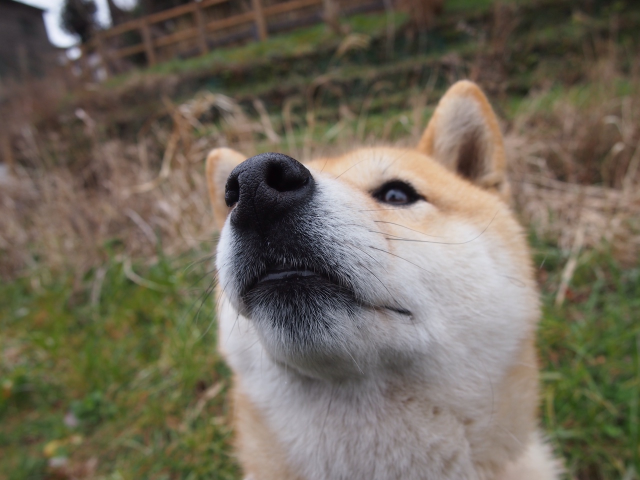 逆袭的闪电，从跑道硝烟到绿茵权杖—当牙买加掀翻乌克兰，布鲁诺在伯纳乌加冕